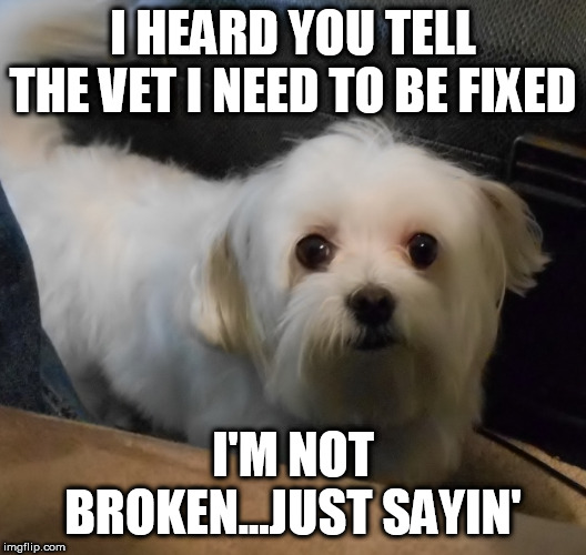 I HEARD YOU TELL THE VET I NEED TO BE FIXED; I'M NOT BROKEN...JUST SAYIN' | image tagged in dog,vet | made w/ Imgflip meme maker
