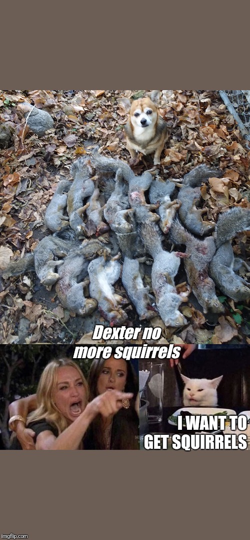 Dexter no more squirrels; I WANT TO GET SQUIRRELS | image tagged in woman yelling at cat | made w/ Imgflip meme maker