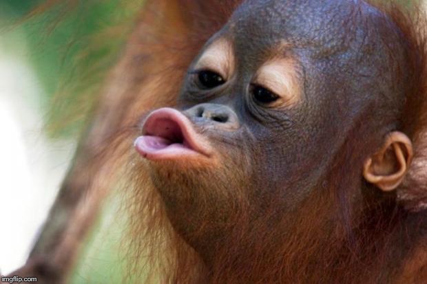 Orangutang Kiss | image tagged in orangutang kiss | made w/ Imgflip meme maker