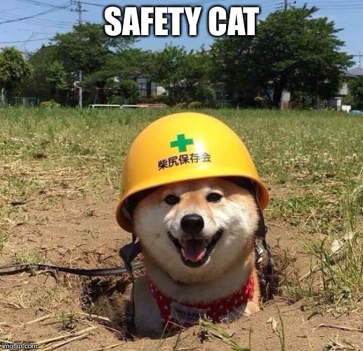 Safety doggo | SAFETY CAT | image tagged in safety doggo | made w/ Imgflip meme maker