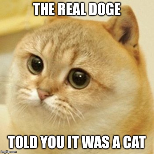 Cat Doge | THE REAL DOGE; TOLD YOU IT WAS A CAT | image tagged in cat doge | made w/ Imgflip meme maker