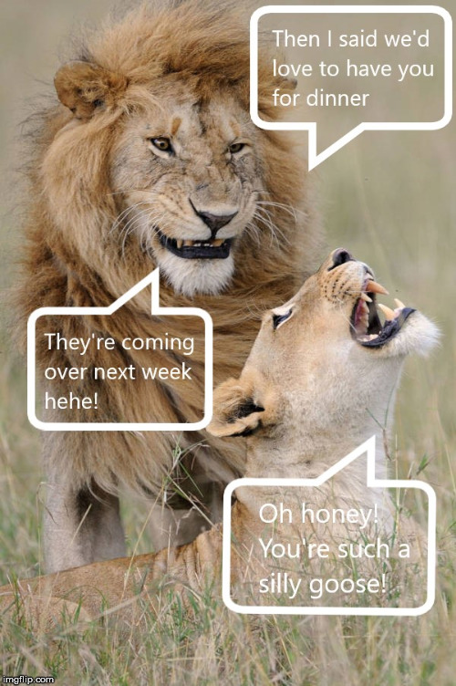 Love to have you for dinner.... | image tagged in lion,dinner,silly goose | made w/ Imgflip meme maker