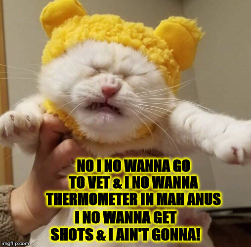 I NO WANNA | NO I NO WANNA GO TO VET & I NO WANNA THERMOMETER IN MAH ANUS; I NO WANNA GET SHOTS & I AIN'T GONNA! | image tagged in i no wanna | made w/ Imgflip meme maker