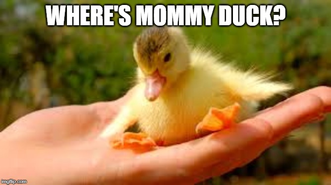 cute duck | WHERE'S MOMMY DUCK? | image tagged in ducks,cute,baby | made w/ Imgflip meme maker