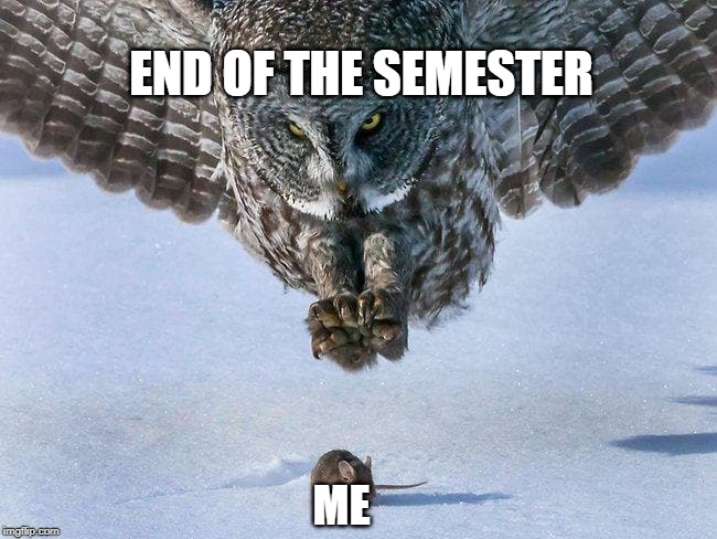 Owl Hunts Mouse | END OF THE SEMESTER; ME | image tagged in owl hunts mouse | made w/ Imgflip meme maker