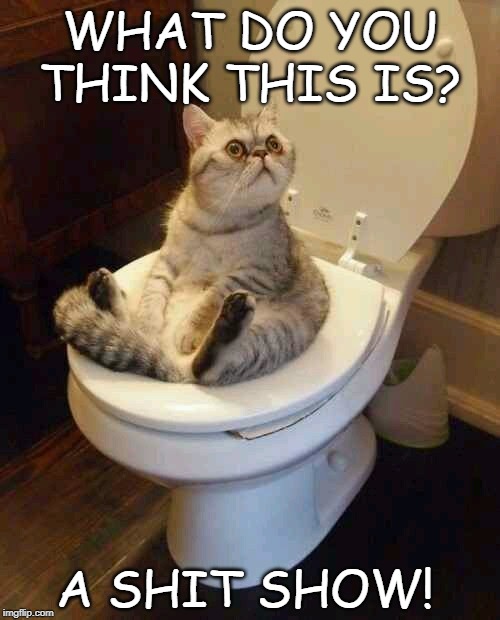 Toilet cat | WHAT DO YOU THINK THIS IS? A SHIT SHOW! | image tagged in toilet cat | made w/ Imgflip meme maker