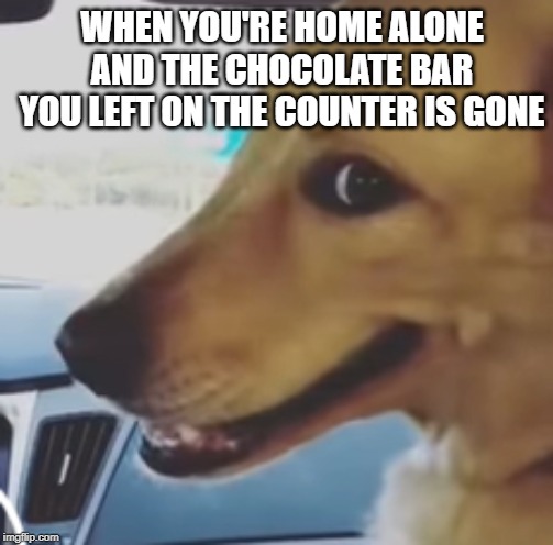 Smug smile dog | WHEN YOU'RE HOME ALONE AND THE CHOCOLATE BAR YOU LEFT ON THE COUNTER IS GONE | image tagged in funny dogs,humor | made w/ Imgflip meme maker