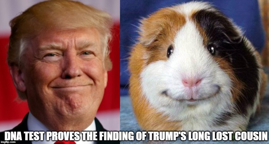 DNA TEST PROVES THE FINDING OF TRUMP'S LONG LOST COUSIN | image tagged in donald trump,trump,usa,america | made w/ Imgflip meme maker