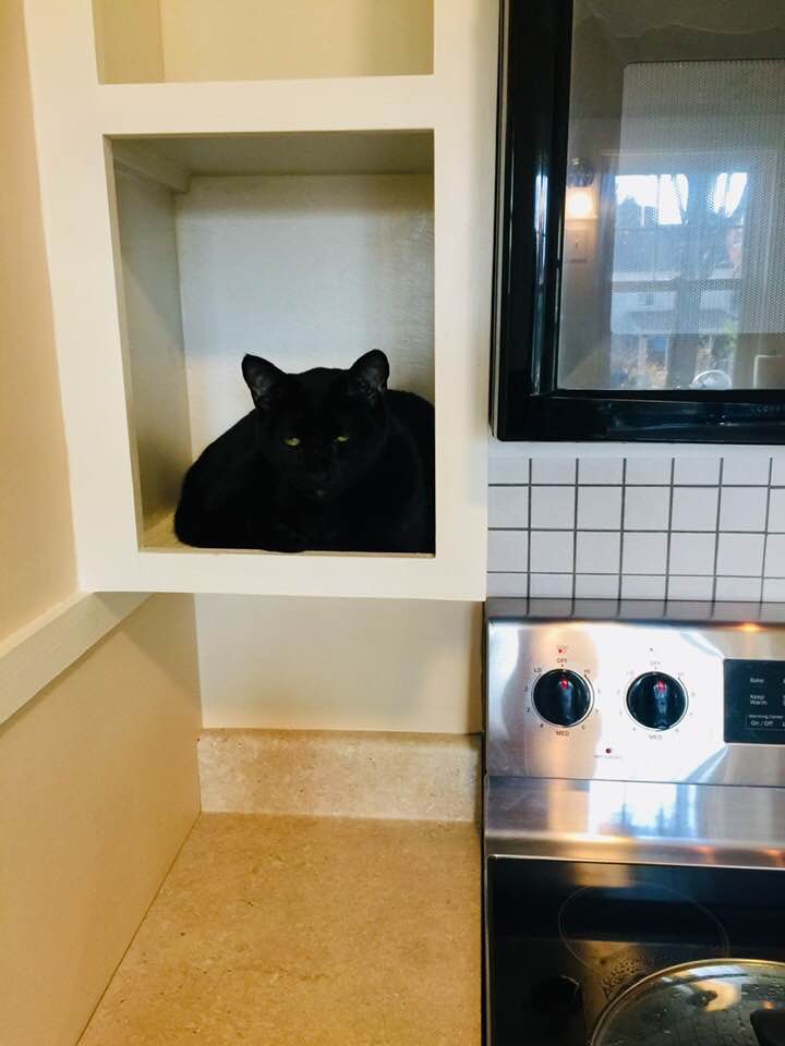 High Quality sensation of being watched while cooking - black cat Blank Meme Template