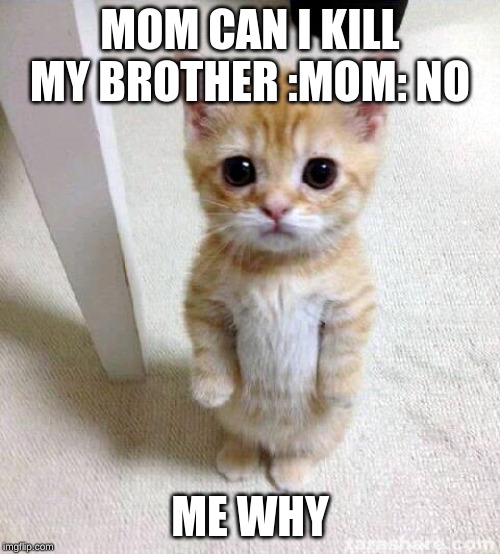 Cute Cat | MOM CAN I KILL MY BROTHER :MOM: NO; ME WHY | image tagged in memes,cute cat,cats,funny memes,mom,kill | made w/ Imgflip meme maker