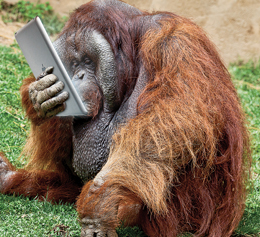orangutan Blank Meme Template