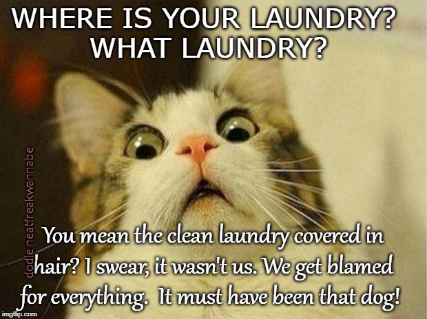 Scared Cat | WHERE IS YOUR LAUNDRY?  
WHAT LAUNDRY? dodie neatfreakwannabe; You mean the clean laundry covered in hair? I swear, it wasn't us. We get blamed for everything.  It must have been that dog! | image tagged in memes,scared cat | made w/ Imgflip meme maker