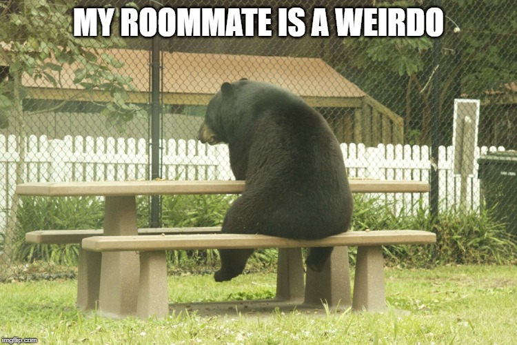 Sad Bear | MY ROOMMATE IS A WEIRDO | image tagged in sad bear | made w/ Imgflip meme maker