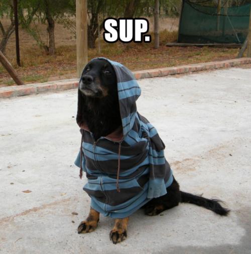 image tagged in funny,dogs