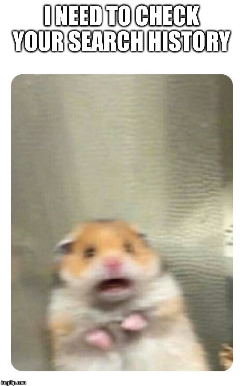 Screaming Hamster | I NEED TO CHECK YOUR SEARCH HISTORY | image tagged in screaming hamster | made w/ Imgflip meme maker