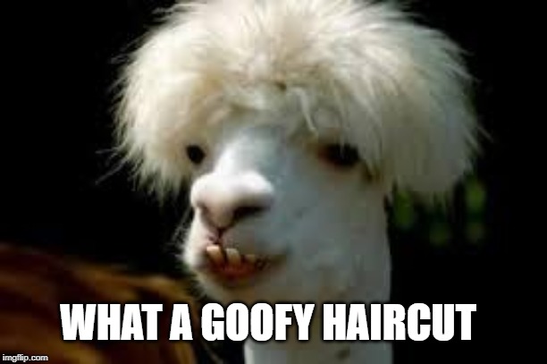 bad hair day llama | WHAT A GOOFY HAIRCUT | image tagged in bad hair day llama | made w/ Imgflip meme maker