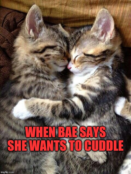 Image tagged in cute cats cuddling - Imgflip