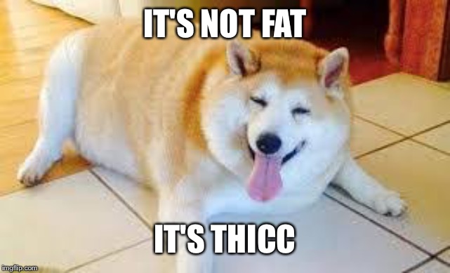 Thicc Doggo | IT'S NOT FAT IT'S THICC | image tagged in thicc doggo | made w/ Imgflip meme maker