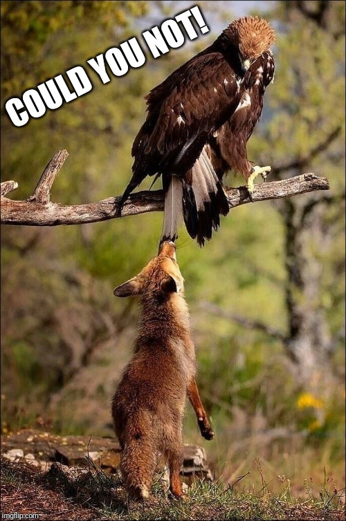 Cocky Fox and "COULD YOU NOT!" Eagle | COULD YOU NOT! | image tagged in cocky fox and could you not eagle | made w/ Imgflip meme maker