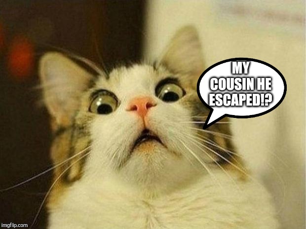 MY COUSIN HE ESCAPED!? | image tagged in memes,scared cat | made w/ Imgflip meme maker