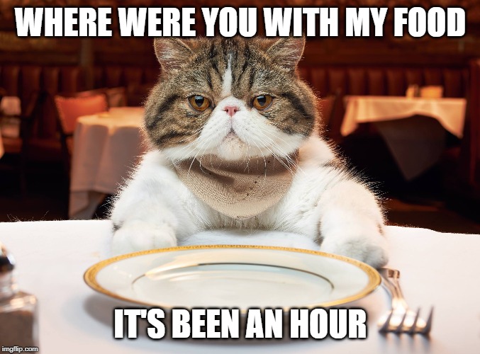 hungry cat | WHERE WERE YOU WITH MY FOOD; IT'S BEEN AN HOUR | image tagged in hungry cat | made w/ Imgflip meme maker