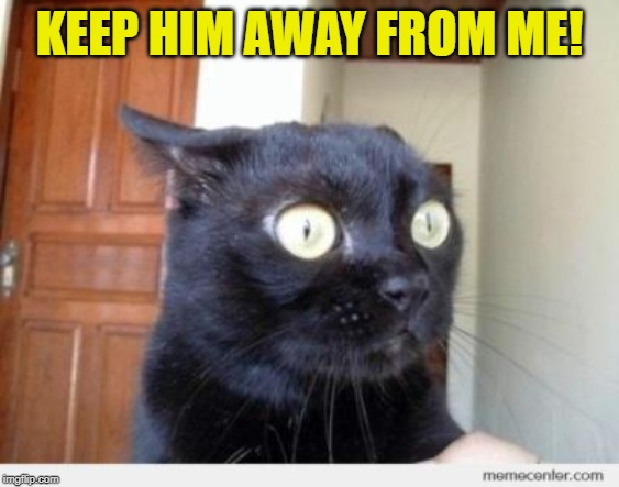 Scared Cat | KEEP HIM AWAY FROM ME! | image tagged in scared cat | made w/ Imgflip meme maker