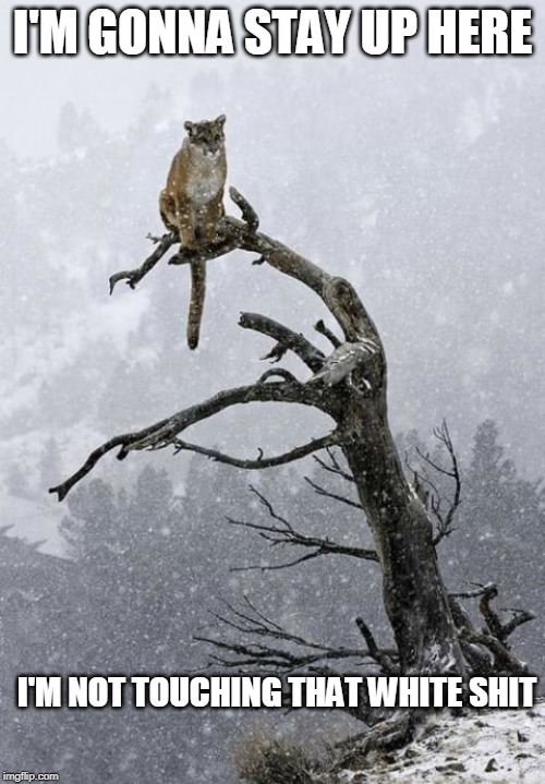 IT'S JUST FROZEN WATER | I'M GONNA STAY UP HERE; I'M NOT TOUCHING THAT WHITE SHIT | image tagged in cats,funny cats | made w/ Imgflip meme maker