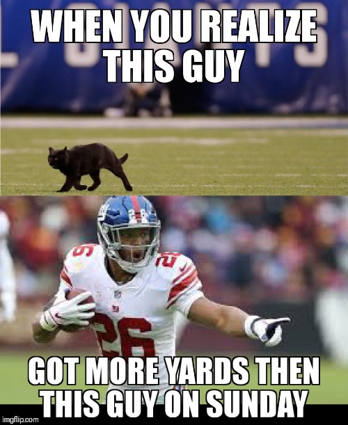 MEADOWLANDS CAT/ SAQUON BARKLEY | image tagged in giants,cat | made w/ Imgflip meme maker