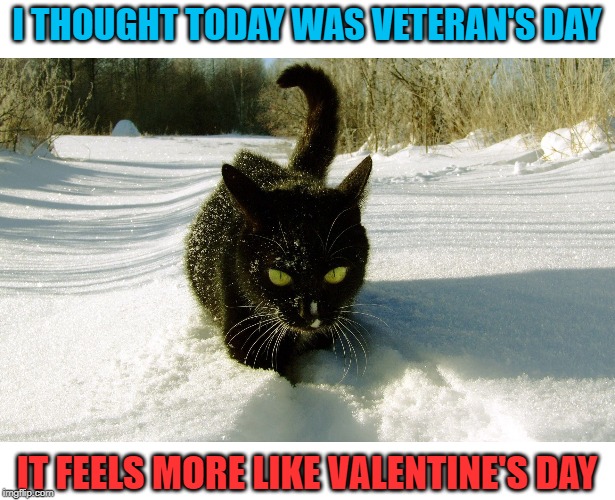 Feels like the dead of winter | I THOUGHT TODAY WAS VETERAN'S DAY; IT FEELS MORE LIKE VALENTINE'S DAY | image tagged in cat,memes,winter is here,fall,snow | made w/ Imgflip meme maker