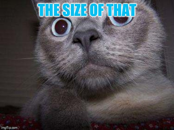 Freaky eye cat | THE SIZE OF THAT | image tagged in freaky eye cat | made w/ Imgflip meme maker