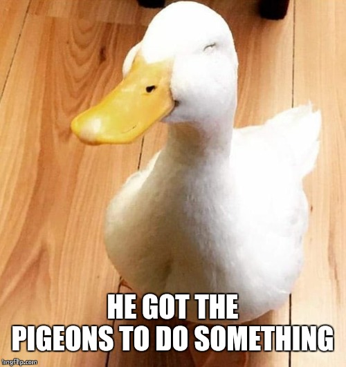 SMILE DUCK | HE GOT THE PIGEONS TO DO SOMETHING | image tagged in smile duck | made w/ Imgflip meme maker