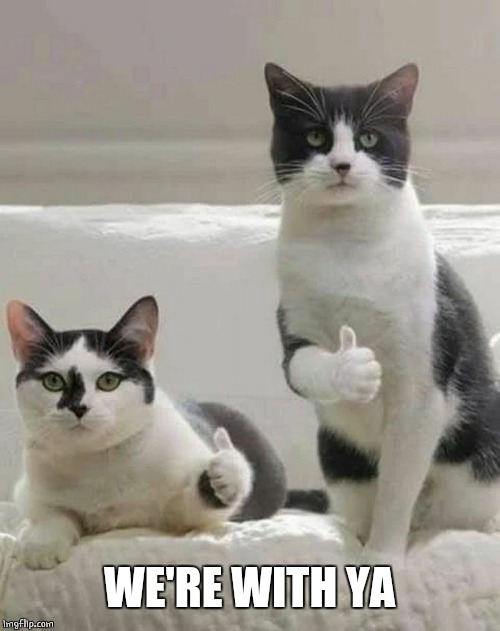 THUMBS UP CATS | WE'RE WITH YA | image tagged in thumbs up cats | made w/ Imgflip meme maker