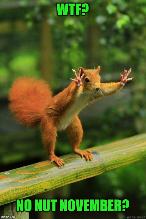 Wait a Minute Squirrel | WTF? NO NUT NOVEMBER? | image tagged in wait a minute squirrel | made w/ Imgflip meme maker