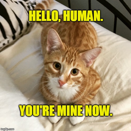 HELLO, HUMAN. YOU'RE MINE NOW. | image tagged in cat,cats,cute cat | made w/ Imgflip meme maker
