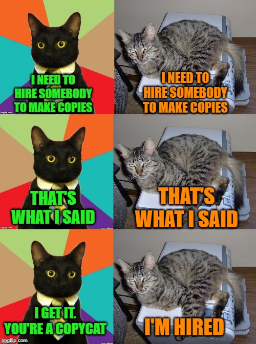 Copycat | I NEED TO HIRE SOMEBODY TO MAKE COPIES; I NEED TO HIRE SOMEBODY TO MAKE COPIES; THAT'S WHAT I SAID; THAT'S WHAT I SAID; I GET IT. YOU'RE A COPYCAT; I'M HIRED | image tagged in cats,cat memes | made w/ Imgflip meme maker