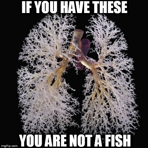 lungs | IF YOU HAVE THESE; YOU ARE NOT A FISH | image tagged in lungs | made w/ Imgflip meme maker