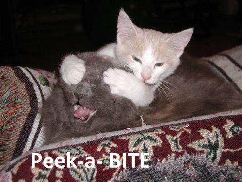 image tagged in cats,animals