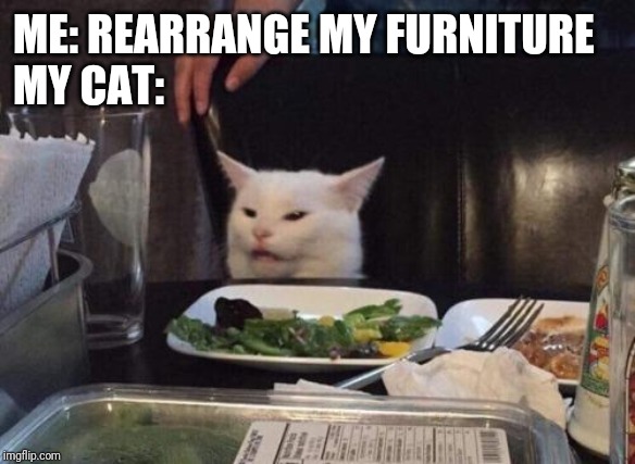 Salad cat | ME: REARRANGE MY FURNITURE
MY CAT: | image tagged in salad cat | made w/ Imgflip meme maker
