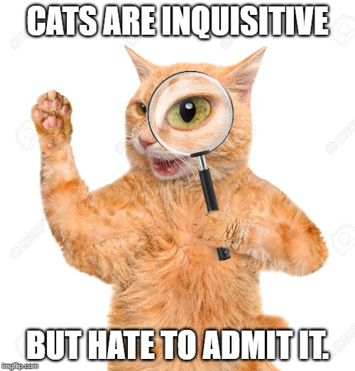 Cats are inquisitive | CATS ARE INQUISITIVE; BUT HATE TO ADMIT IT. | image tagged in cat | made w/ Imgflip meme maker