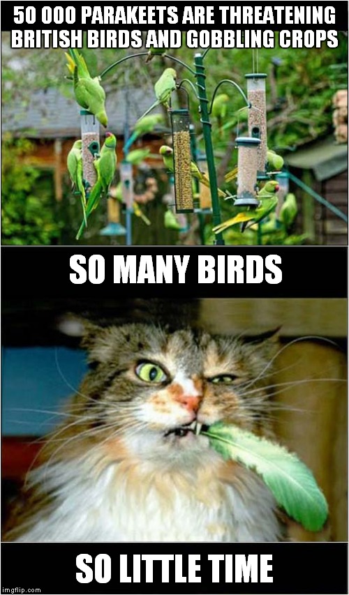 Too Many Parakeets ! | 50 000 PARAKEETS ARE THREATENING BRITISH BIRDS AND GOBBLING CROPS; SO MANY BIRDS; SO LITTLE TIME | image tagged in fun,cats,parakeets | made w/ Imgflip meme maker