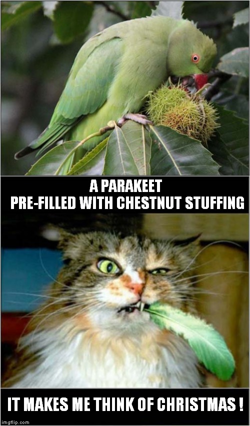 Early Christmas Present ? | A PARAKEET  PRE-FILLED WITH CHESTNUT STUFFING; IT MAKES ME THINK OF CHRISTMAS ! | image tagged in fun,cats,parakeets | made w/ Imgflip meme maker