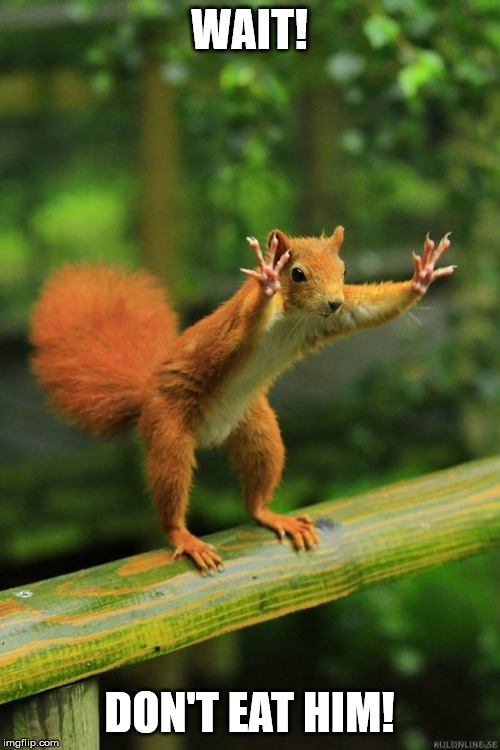 Wait a Minute Squirrel | WAIT! DON'T EAT HIM! | image tagged in wait a minute squirrel | made w/ Imgflip meme maker