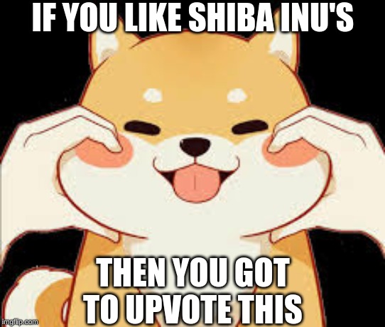 IF YOU LIKE SHIBA INU'S; THEN YOU GOT TO UPVOTE THIS | made w/ Imgflip meme maker