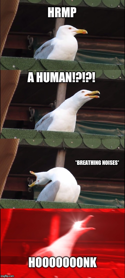 Inhaling Seagull | HRMP; A HUMAN!?!?! *BREATHING NOISES*; HOOOOOOONK | image tagged in memes,inhaling seagull | made w/ Imgflip meme maker