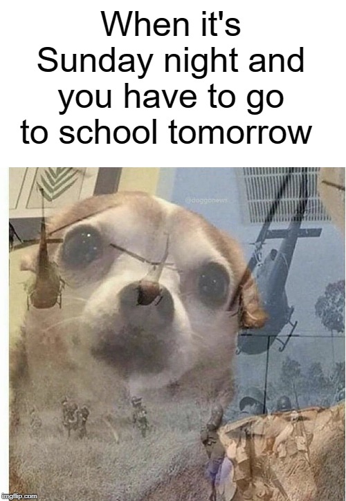 Nooo school tomorrow | When it's Sunday night and you have to go to school tomorrow | image tagged in ptsd chihuahua,sunday,funny,memes,school | made w/ Imgflip meme maker