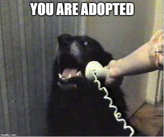 Yes this is dog | YOU ARE ADOPTED | image tagged in yes this is dog | made w/ Imgflip meme maker
