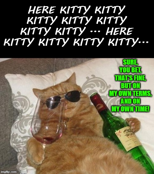 Funny Cat Birthday | HERE KITTY KITTY KITTY KITTY KITTY KITTY KITTY ... HERE KITTY KITTY KITTY KITTY... SURE, YOU BET, THAT'S FINE,
BUT ON MY OWN TERMS,
AND ON MY OWN TIME! | image tagged in funny cat birthday | made w/ Imgflip meme maker