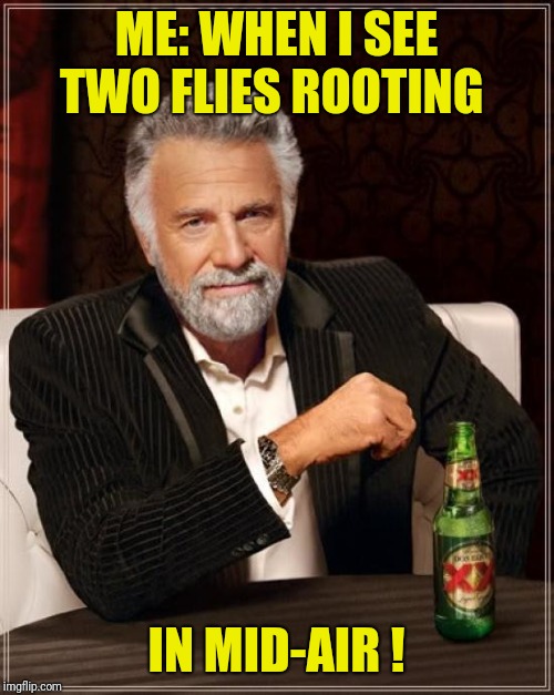 Two Flies | ME: WHEN I SEE TWO FLIES ROOTING; IN MID-AIR ! | image tagged in memes,the most interesting man in the world | made w/ Imgflip meme maker