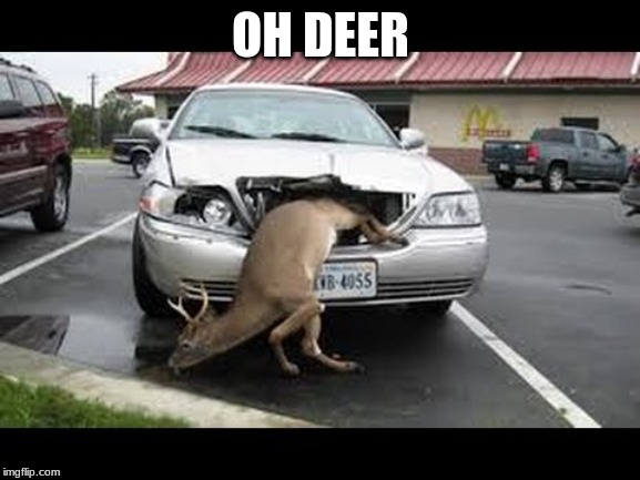 Oh dear! | OH DEER | image tagged in oh dear | made w/ Imgflip meme maker