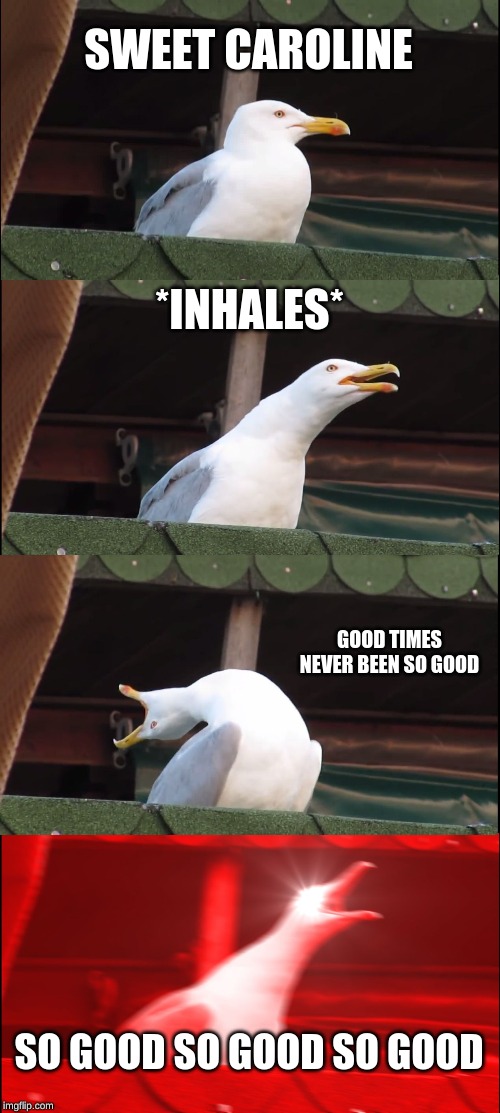 Inhaling Seagull | SWEET CAROLINE; *INHALES*; GOOD TIMES NEVER BEEN SO GOOD; SO GOOD SO GOOD SO GOOD | image tagged in memes,inhaling seagull | made w/ Imgflip meme maker